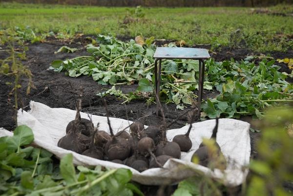 Подвір'я Володимира Шпильки. Суспільне Суми