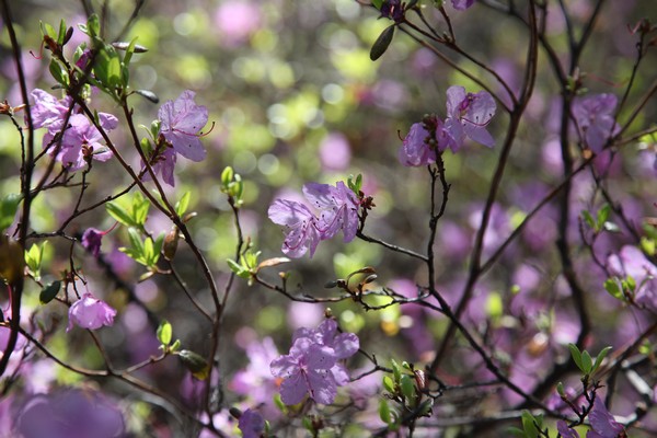 Цветет багульник