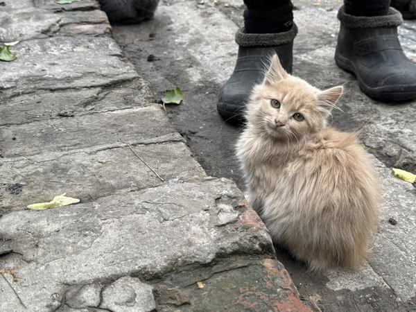 Кіт в с. Капітанівка. Суспільне Суми