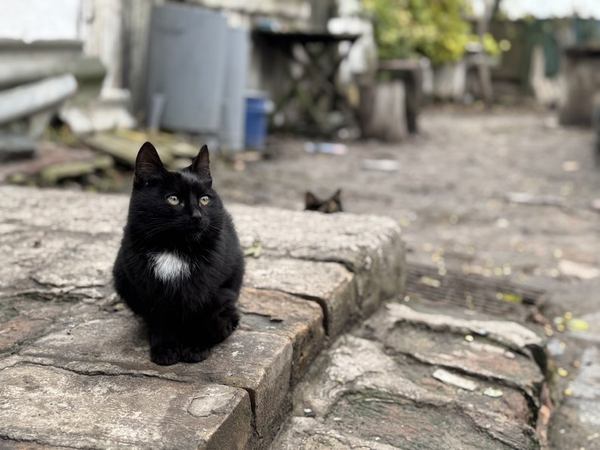 Подвір'я Валентини Задорожної. Суспільне Суми