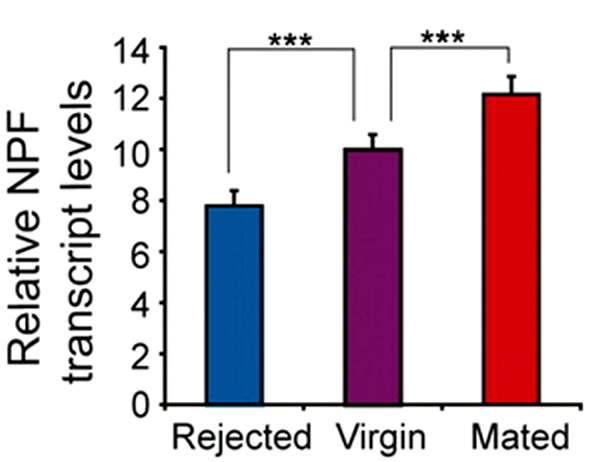 Различия в уровне транскрипции нейропептида F