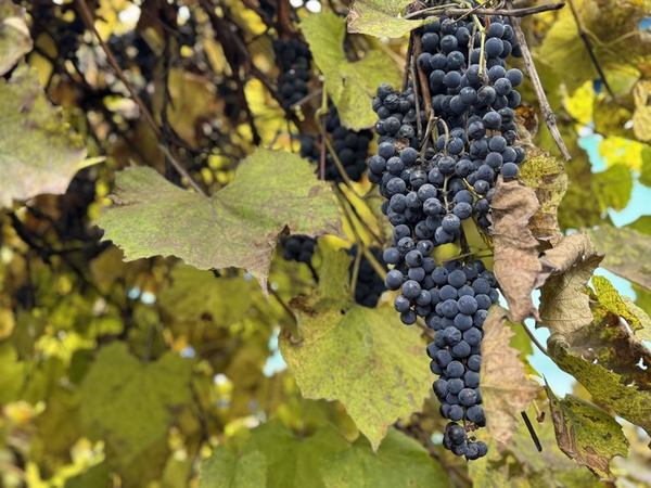 Виноград на подвір'ї Ніни Бражник. Суспільне Суми