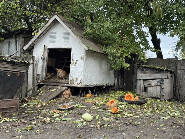 Подвір'я Валентини Задорожної. Суспільне Суми