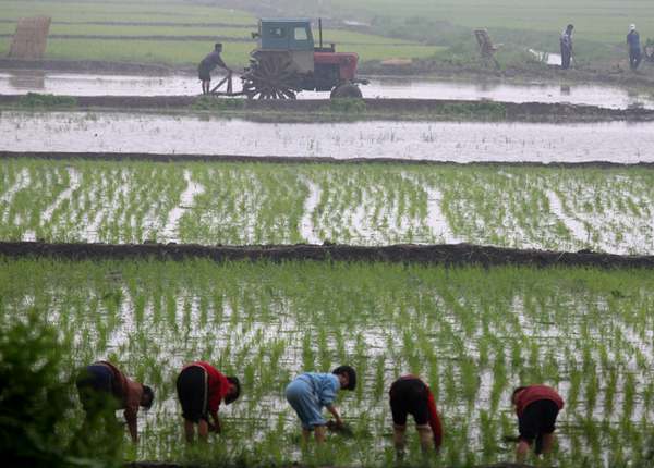 Рисовае поле