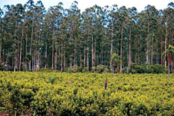 Урожай на плантациях мате собирают раз в два-три года. Фото: ALAMY/PHOTAS