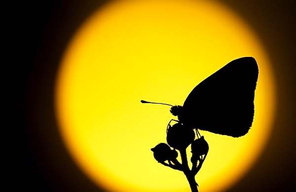 То, что порой видится закатом, утром может оказаться новой жизнью. (Фото erezmarom)