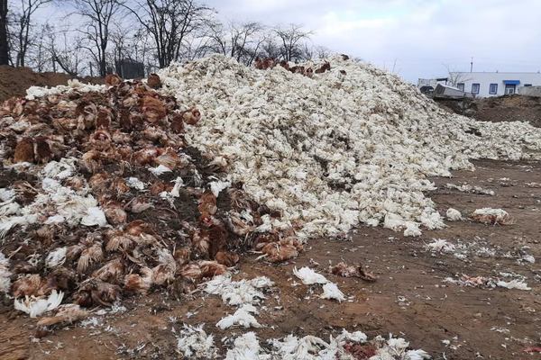Мертві кури на Чорнобаївській птахофабриці. Фото: WSJ
